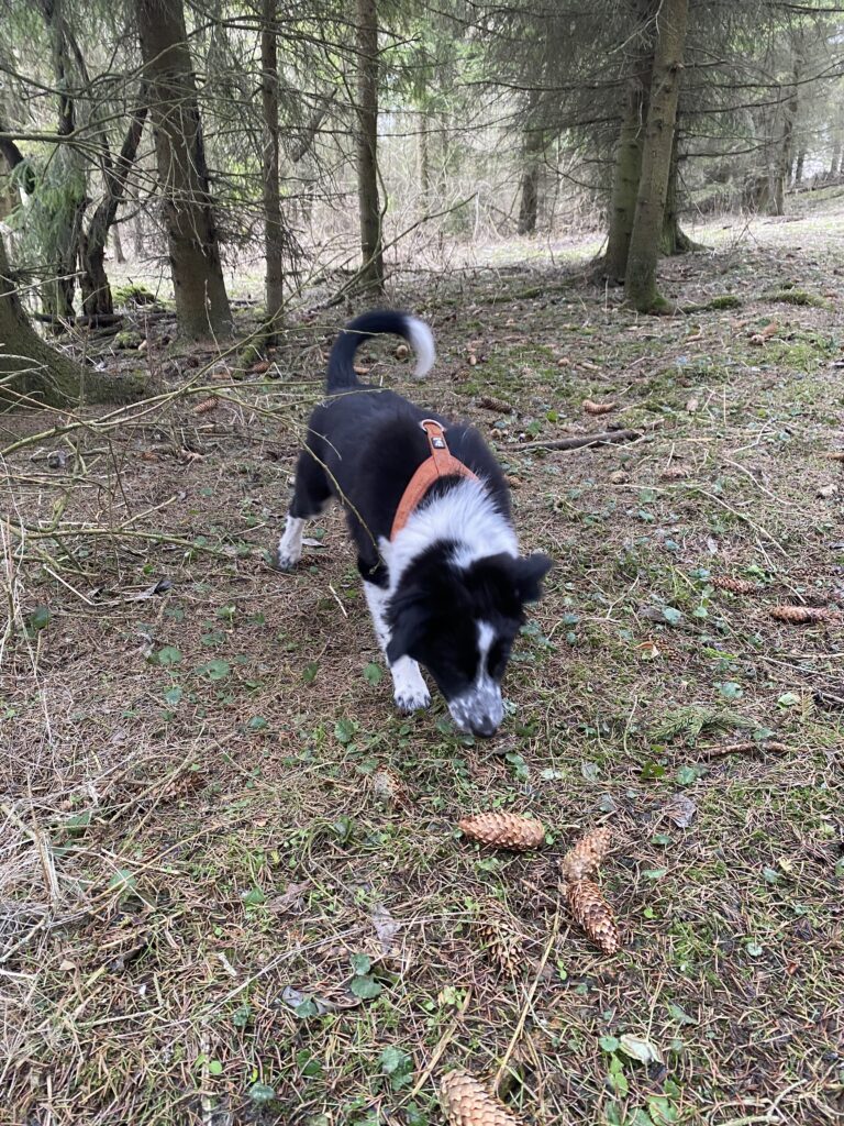Bordercollie kutsikas Ra metsas nuusutamas ja maiuseid otsimas.