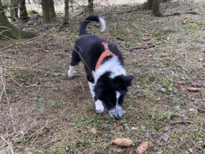 Bordercollie kutsikas Ra metsas nuusutamas ja maiuseid otsimas.