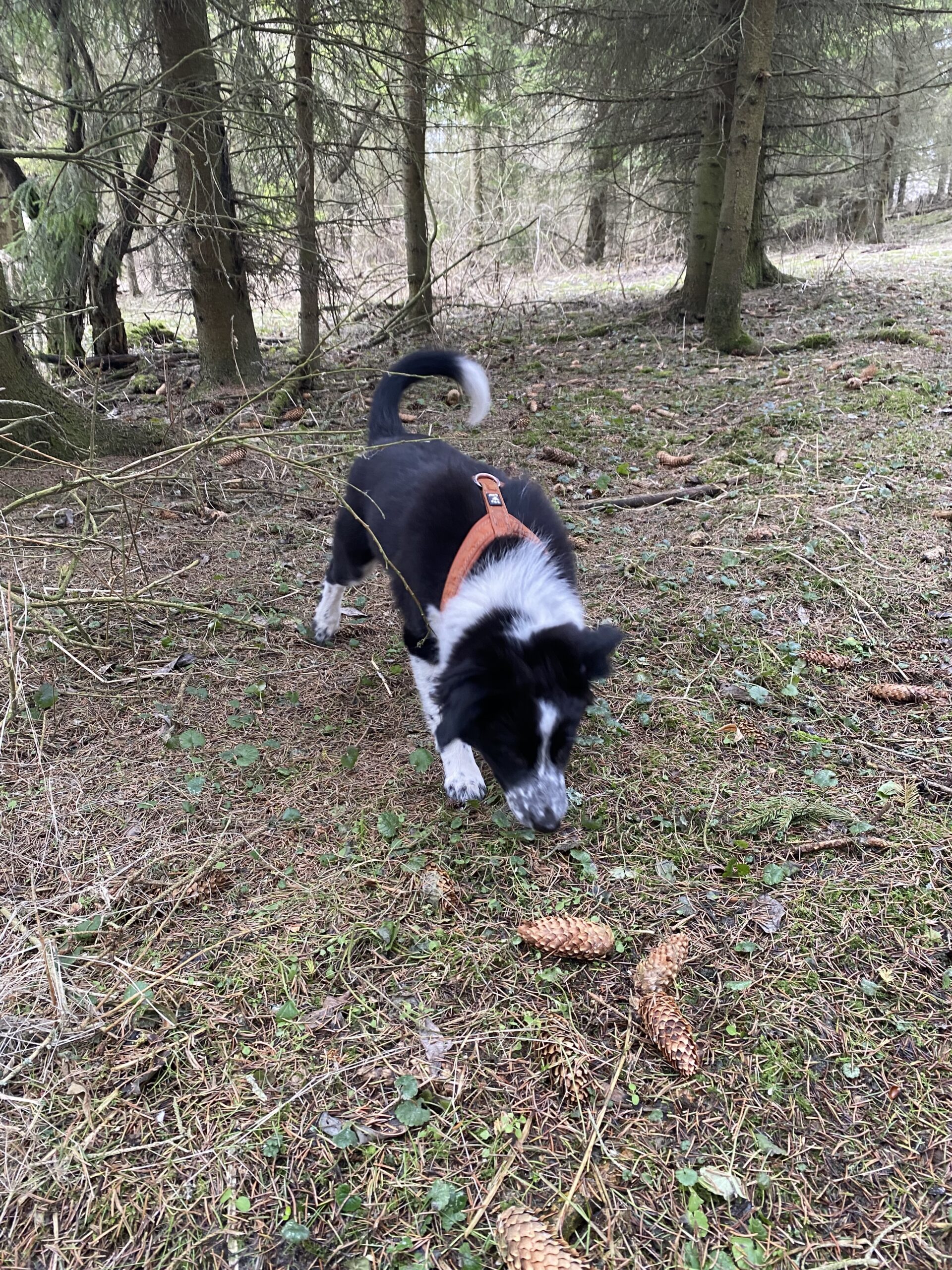 Bordercollie kutsikas Ra metsas nuusutamas ja maiuseid otsimas.
