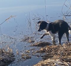 Kutsikakool, edasijõudnud, esimene kontakttund 17.08. kell 19:00