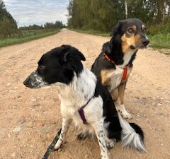 Fortem ja Ra kannavad mugavaid trakse