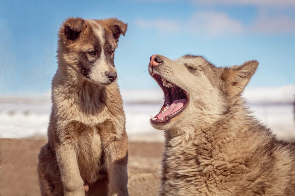 Two Greenland dogs enjoying a sunny day, one yawning playfully. Cute and candid moment.