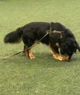 IMG_8350 Koer nuusutab. Kui koer nuusutab, siis ära kutsu teda.