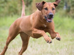 vabalt jooksev koer, tagasikutse harjutamine