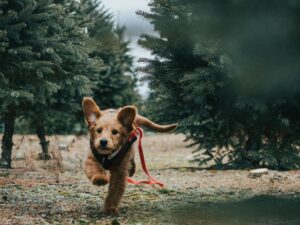Cute Goldendoodle puppy joyfully running in an evergreen forest setting.