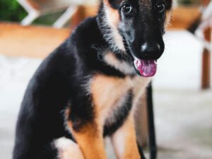 Cute German Shepherd puppy with tongue out sitting outdoors showcasing loyalty.