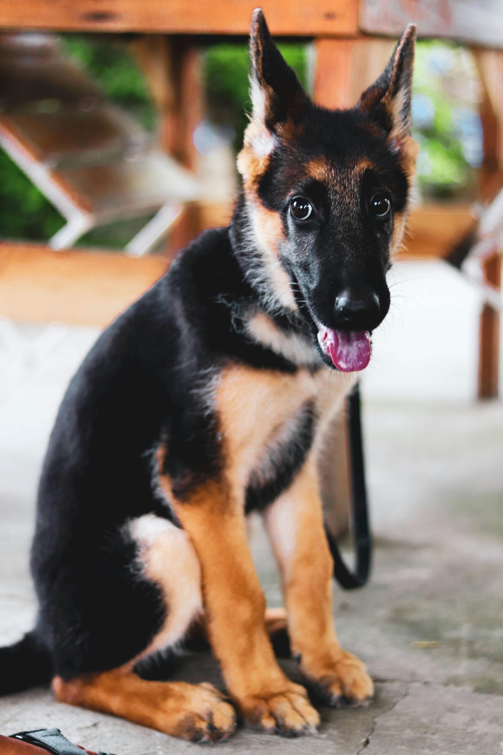 Cute German Shepherd puppy with tongue out sitting outdoors showcasing loyalty.