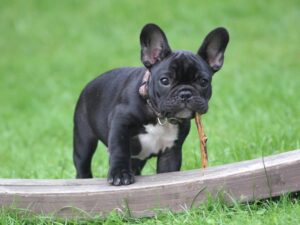 Cute French Bulldog puppy holding a stick in its mouth on green grass.