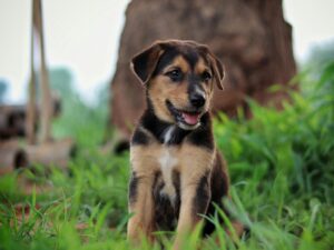 A cute puppy enjoying time outdoors on a lush grass field, perfect for pet lovers.