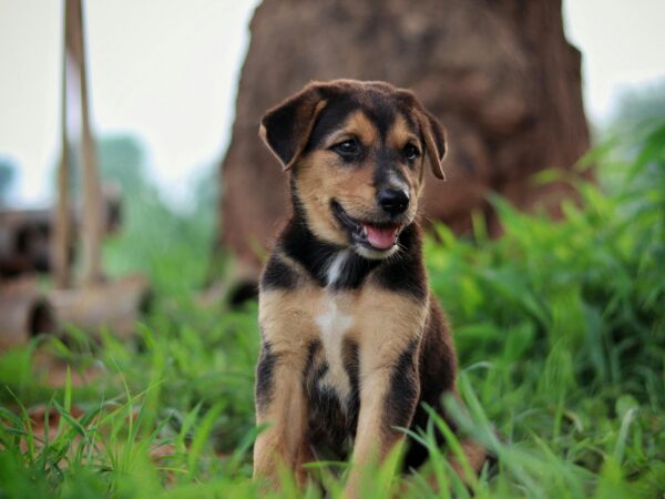 A cute puppy enjoying time outdoors on a lush grass field, perfect for pet lovers.