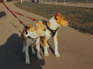 American pit bull terrier dogs on leashes standing on pavement during stroll in park