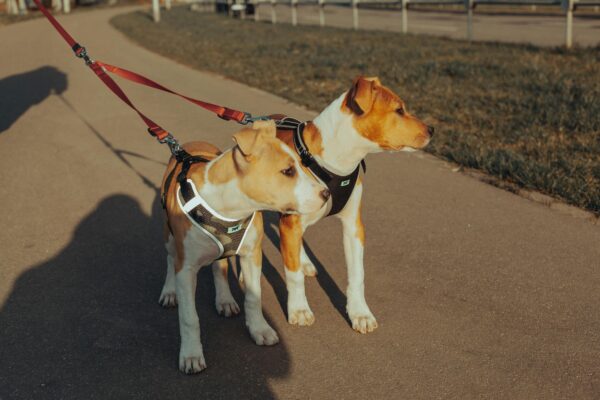American pit bull terrier dogs on leashes standing on pavement during stroll in park