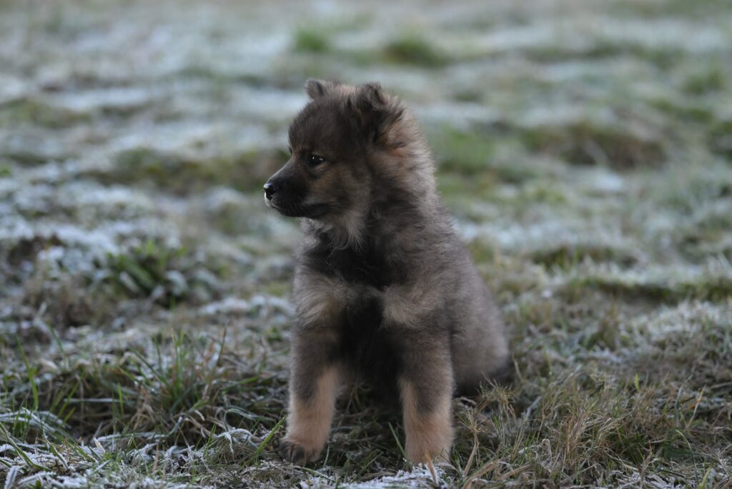Cute fluffy puppy sitting on frosty grass outdoors during winter season.