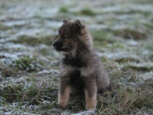 Cute fluffy puppy sitting on frosty grass outdoors during winter season.