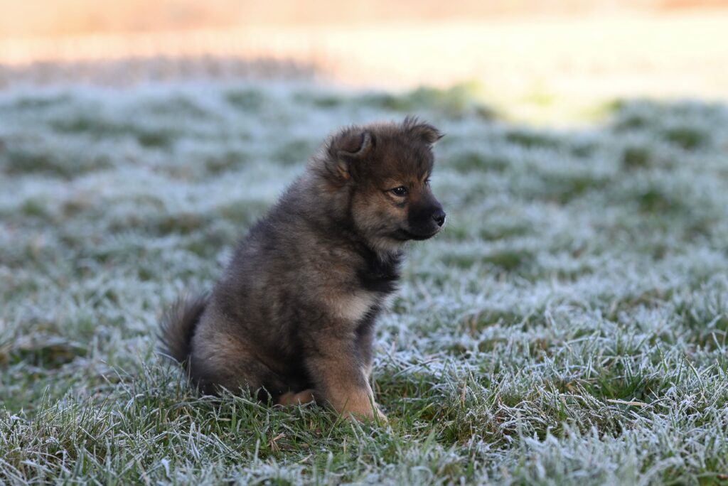 Cute puppy sitting on frosty grass in the morning light, capturing a serene winter moment.