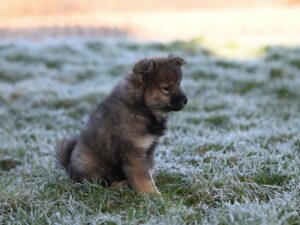 Cute puppy sitting on frosty grass in the morning light, capturing a serene winter moment.