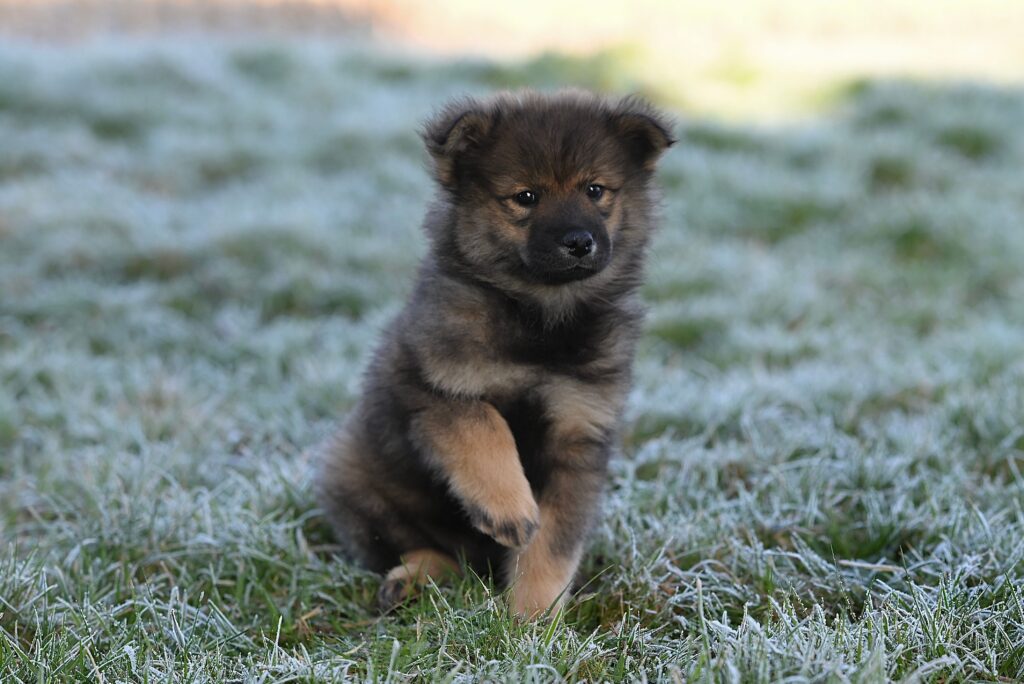 Charming fluffy puppy playfully interacts on frost-covered grass in winter.