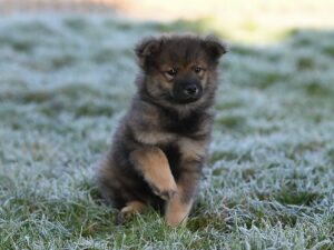 Charming fluffy puppy playfully interacts on frost-covered grass in winter.