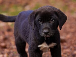 Charming black and white puppy standing on gravel path outdoors.