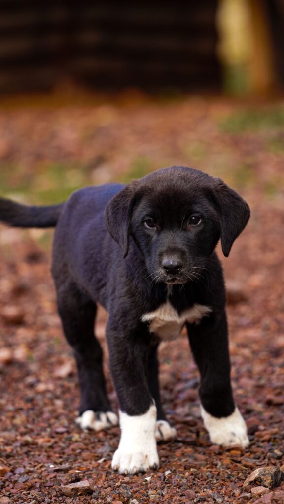 Charming black and white puppy standing on gravel path outdoors.