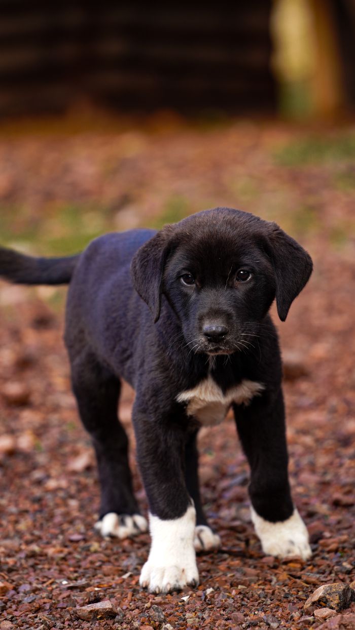 Charming black and white puppy standing on gravel path outdoors.
