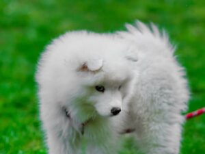 Adorable white Samoyed puppy playfully standing on lush green grass. Perfect for pet-themed content.