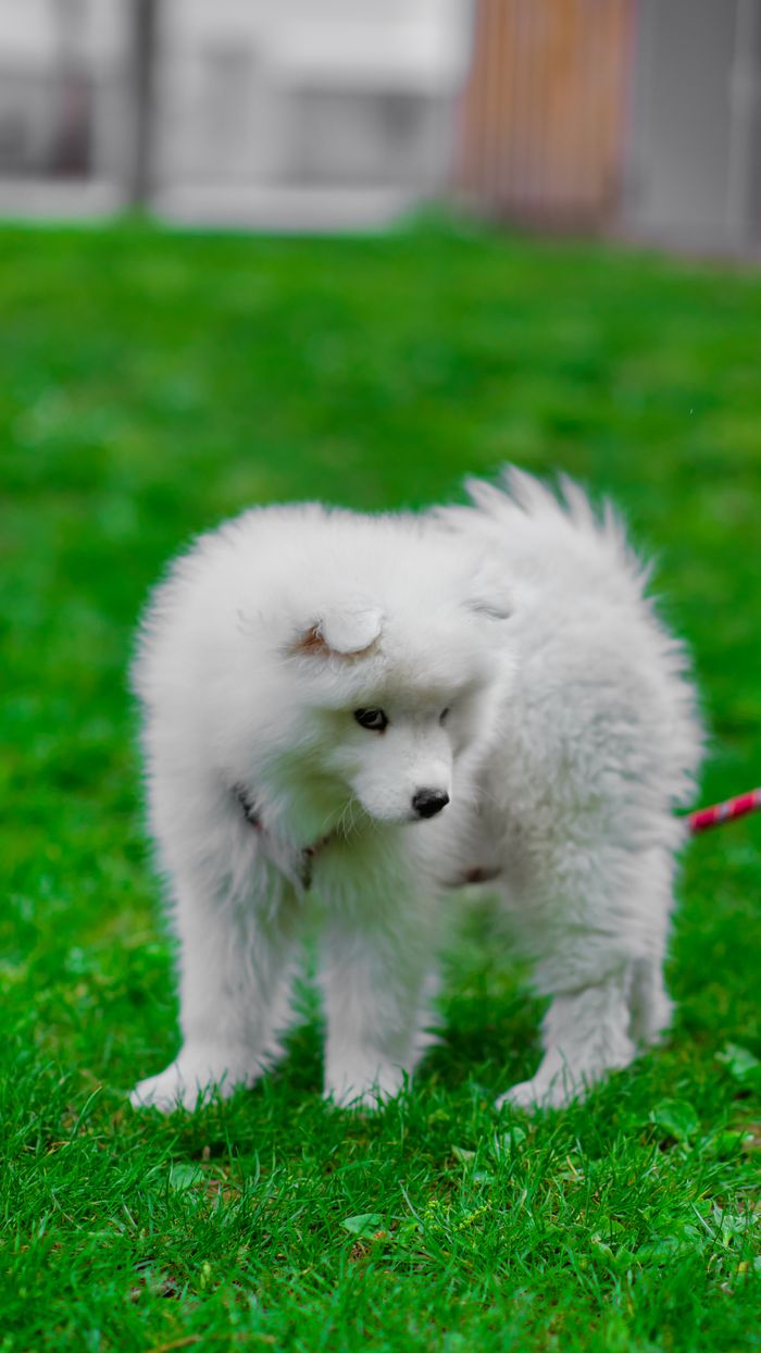 Adorable white Samoyed puppy playfully standing on lush green grass. Perfect for pet-themed content.