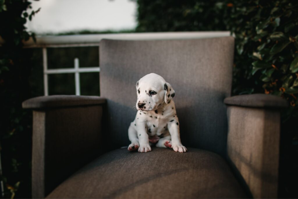 Cute Dalmatian puppy sitting on a grey armchair surrounded by greenery.