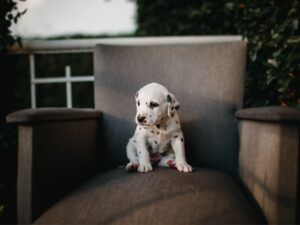 Cute Dalmatian puppy sitting on a grey armchair surrounded by greenery.