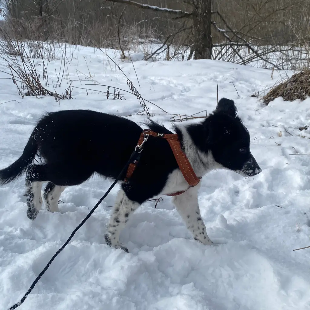 Kutsikas Ra, bordercollie, õpib lõdvas rihmas jalutamist.