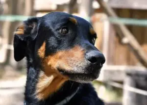 dog, beauceron, head, pet, canine, profile, portrait, dog portrait, animal portrait, nature, sad, sadness, sad dog, animal, animal world, mammal