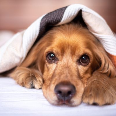 english cocker spaniel, dog, puppy, blanket, pet, pup, nature, young dog, animal, domestic dog, purebred, furry, canine, mammal, friend, cute, adorable, bed, bedroom, portrait